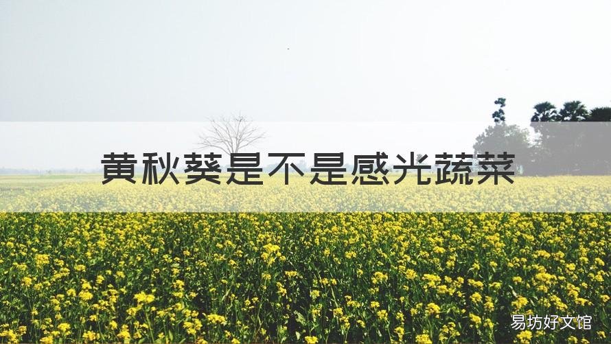 黄秋葵是不是感光蔬菜 黄秋葵是什么颜色的