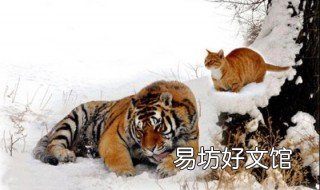 老虎会吃猫吗 老虎会吃猫吗?