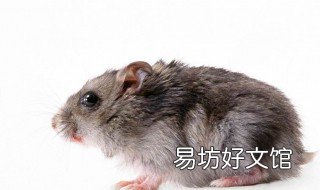 梦见逮老鼠 周公解梦 梦见抓老鼠