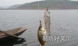 钓罗非用大力马吗? 钓罗非鱼用