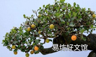 金弹子造型教程 金弹子造型设计图片