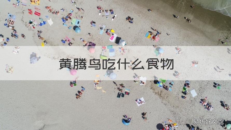 黄腾鸟吃什么食物 黄腾鸟吃水果吗