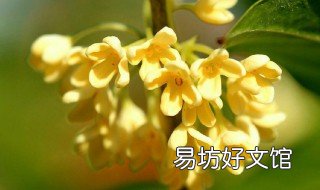 桂花卤怎么做桂花不变色 桂花卤的制作方法