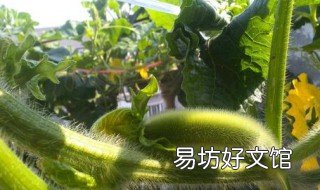 北瓜丸子怎么做好吃 北瓜丸子怎么做好吃窍门