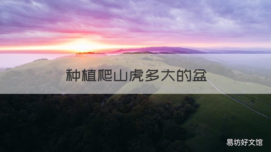 种植爬山虎多大的盆 爬山虎在花盆里种能达到多大面积