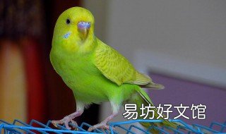 暗色鹦鹉饲养方法 暗色纯鹦鹉的图片
