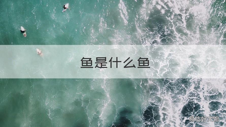 鮥鱼是什么鱼 一个鱼一个各读什么鮥鱼是什么鱼