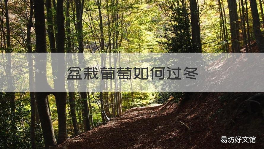 盆栽葡萄如何过冬 盆栽葡萄过冬埋土流程