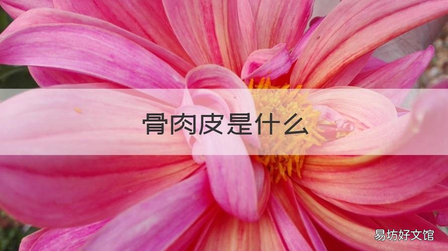 骨肉皮是什么 骨皮是什么意思是什么