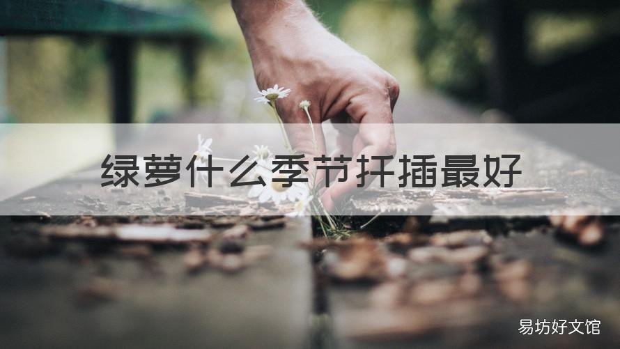 绿萝什么季节扦插最好 绿萝适合几月份扦插