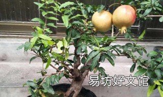 石榴籽种石榴树的方法 用石榴籽种石榴