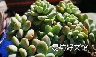 多肉上盆后多久可以施肥 多肉上盆后几天可以施肥