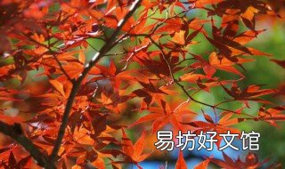 京都看红叶的季节和地点 京都的红叶很有名