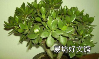 綠玉樹的養(yǎng)殖方法 綠玉樹的養(yǎng)殖方法和注意事項(xiàng)