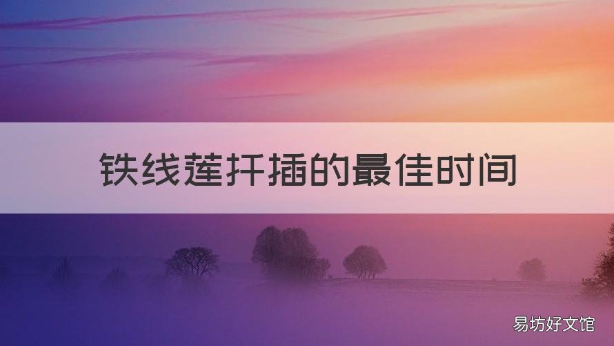 铁线莲扦插的最佳时间 铁线莲的扦插方法和注意事项