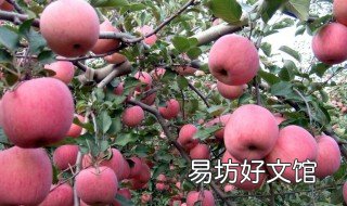 富士王苹果什么时候解袋 红富士苹果什么时候脱袋