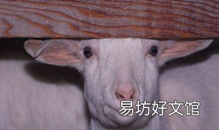 正确杀羊的方法 科学杀羊方法