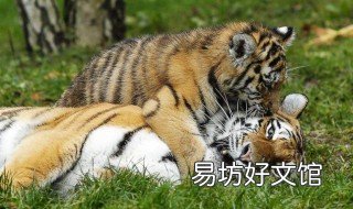 夢見小老虎是什么預兆 夢見小老虎是什么預兆周公解夢