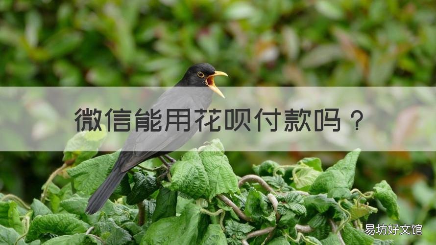 微信能用花呗付款吗 微信上可以用花呗付款吗