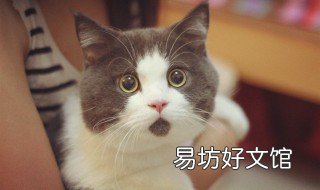 猫爪抓伤要打针吗 被猫爪子抓伤要打针吗