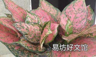 彩叶万年青的养殖方法 彩叶万年青的养殖方法和注意事项
