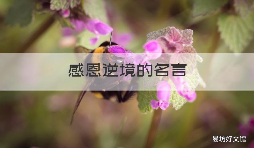感恩逆境的名言 逆境中感恩的句子