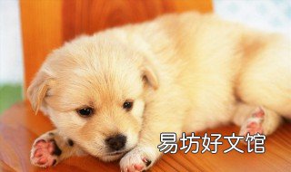 梦见一窝小狗 已婚女人梦见一窝小狗