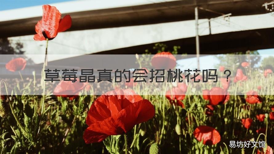 草莓晶真的會招桃花嗎 草莓晶招桃花嘛