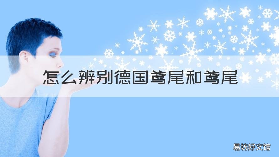 怎么辨别德国鸢尾和鸢尾 怎么辨别德国鸢尾和鸢尾的真假