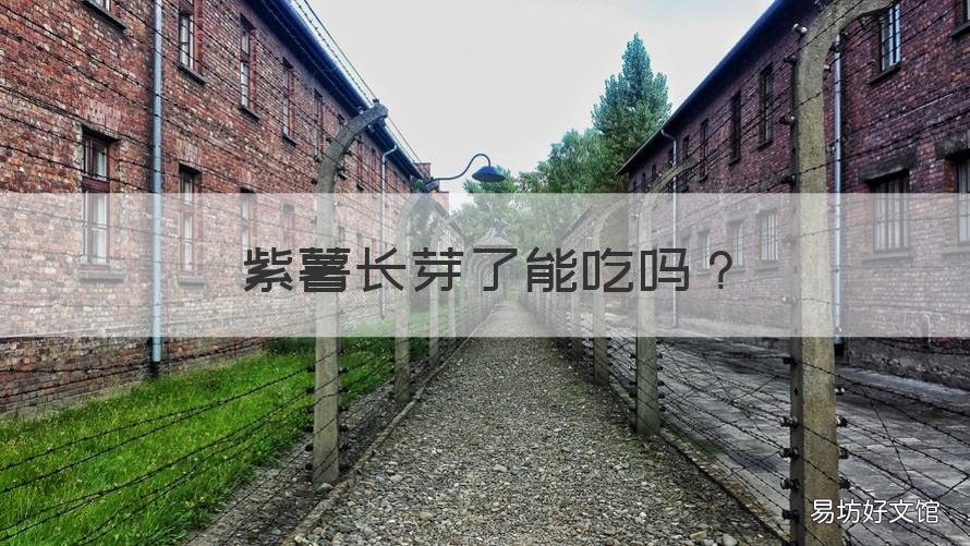 紫薯长芽了能吃吗 紫薯发芽了能吃吗有毒吗