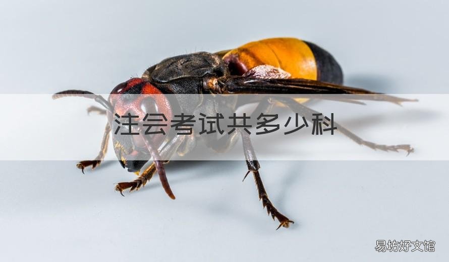 注会考试共多少科 注会每次考几科
