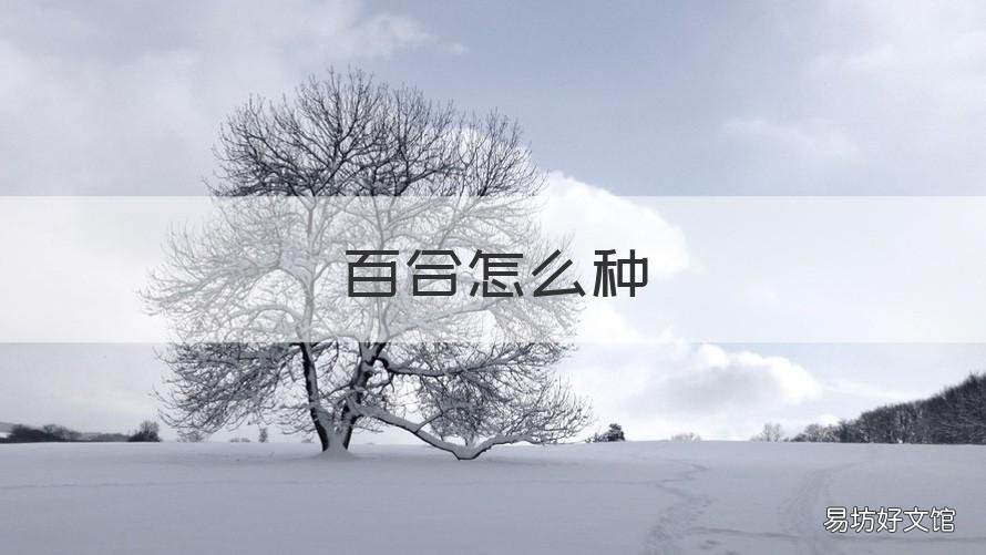 百合怎么种 百合怎么种植方法图解