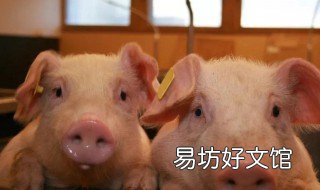 非州豬溫是什么癥狀 非州豬溫有哪些癥狀
