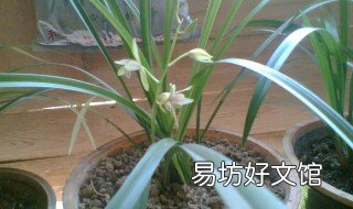 兰花养殖土配制方法 兰花养殖土配制方法大全