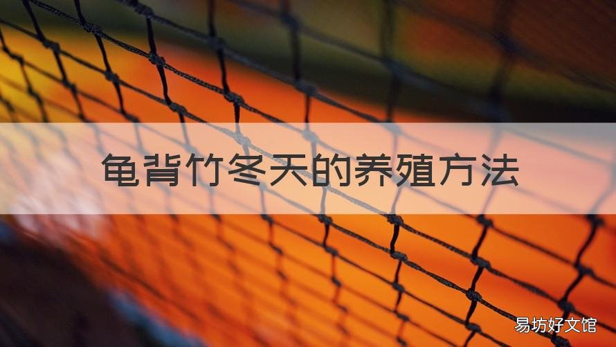 龟背竹冬天的养殖方法 龟背竹冬天的养殖方法和技巧