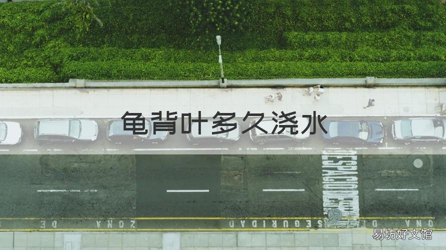 龟背叶多久浇水 龟背叶剪下来怎么水养方法是什么