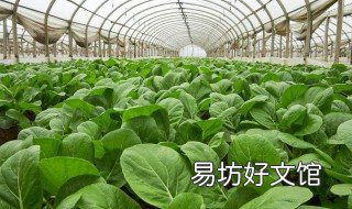 哪些菜可以噴醋 白醋可以用來噴菜嗎