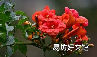 凌霄花有几种花型 凌霄花色有几种