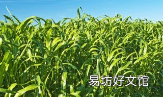 高丹草可以生长几年 高丹草多长时间发芽