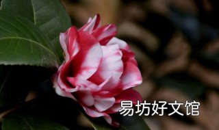什么花不能摸 什么花不能摸脑筋急转弯