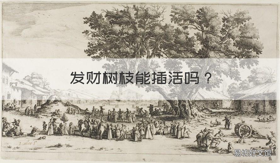 发财树枝能插活吗 发财树树枝能插活吗