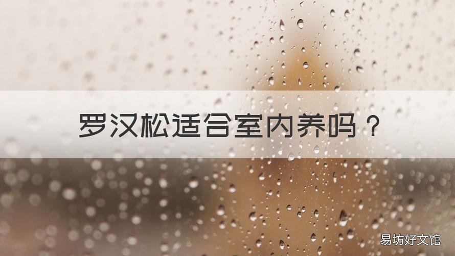 羅漢松適合室內(nèi)養(yǎng)嗎 羅漢松能在室內(nèi)養(yǎng)嗎?