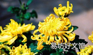 大棚菊花栽培技术 菊花设施栽培技术