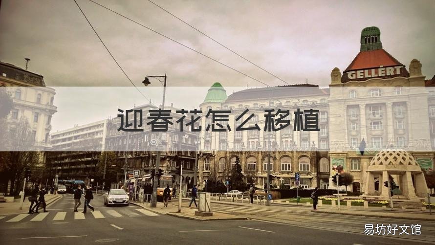 迎春花怎么移植 迎春花怎样移植