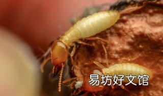 白蚁能腐蚀什么金属 最不容易被白蚁腐蚀的建筑材料