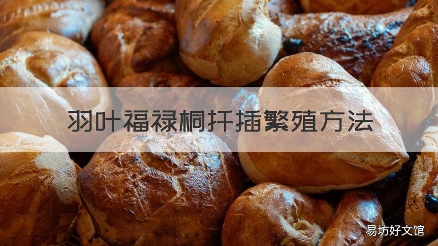 羽叶福禄桐扦插繁殖方法 裂叶福禄桐的繁殖方法