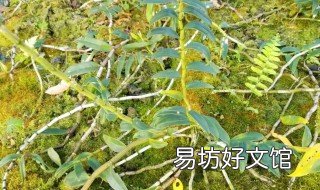 沙地适合种什么药材 沙地适合种什么药材植物