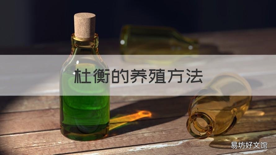 杜衡的养殖方法 杜衡的养殖方法是什么