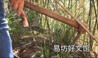 挖冬笋的正确技术 挖冬笋的技术与技巧