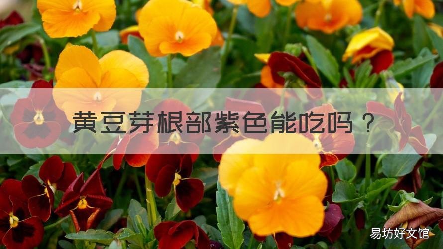黄豆芽根部紫色能吃吗 黄豆芽根部发紫色能吃吗